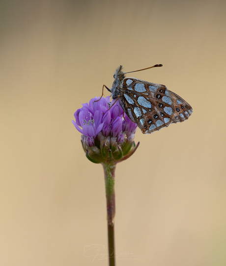 Kleine Parelmoervlinder.