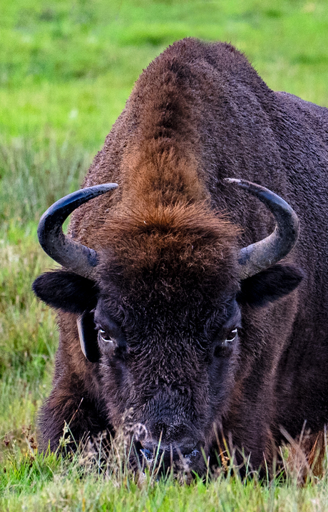Portret wisent
