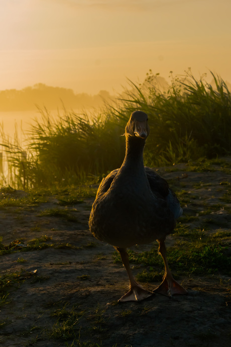 Silhouette van een gans