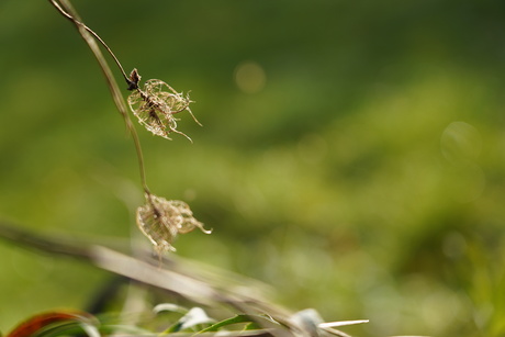 vruchtdoos in de zon