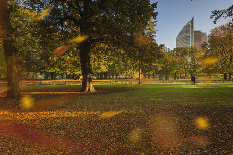 Herfst in Den Haag