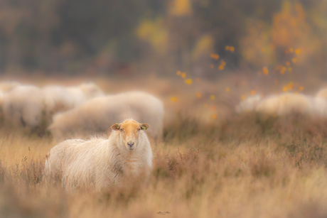 Schaap 