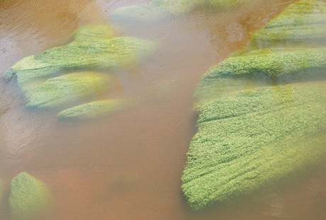 Underwater gras