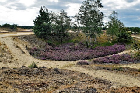 Loonse en Drunense duinen