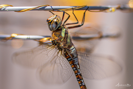 Een zonaanbiddende libelle