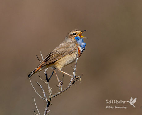 De blauwborst.