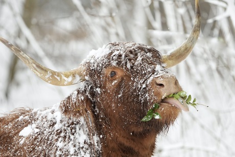 Schotse Hooglander in de sneeuw
