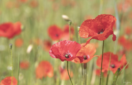 In a field of poppies