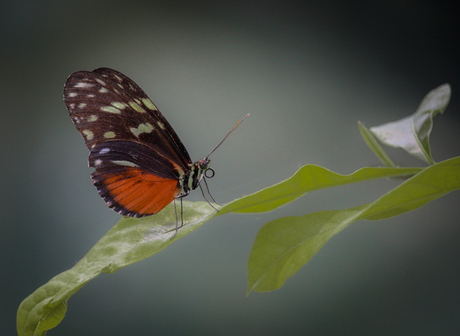 Zachte landing
