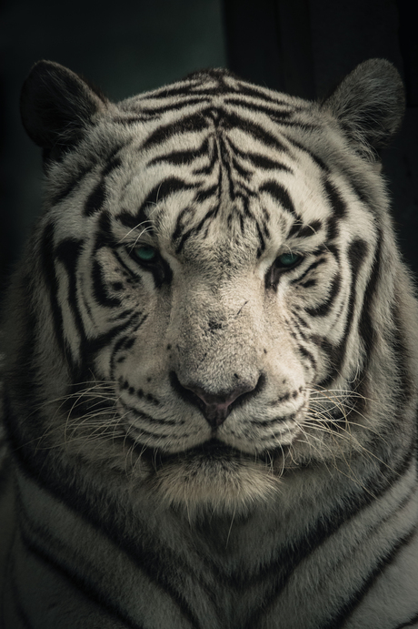 White king of the jungle