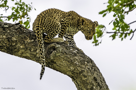 luipaard jong in de boom