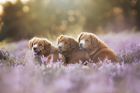 3x Goud in de Heide