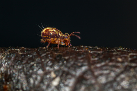 Harig springstaartje