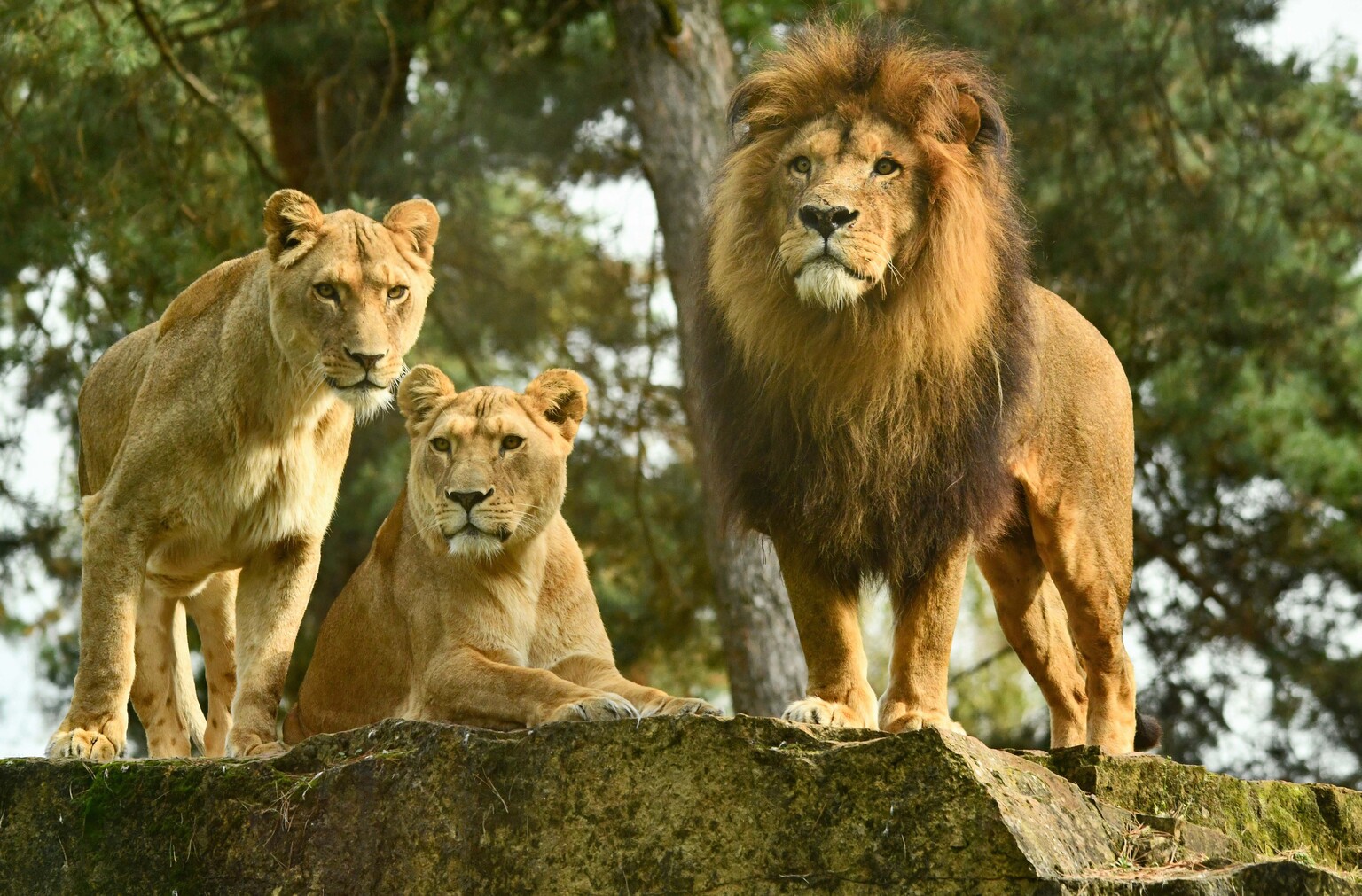 Trio - foto van Tanneke - Dieren - Zoom.nl