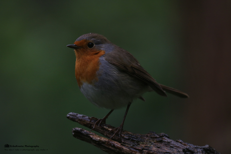 Roodborst