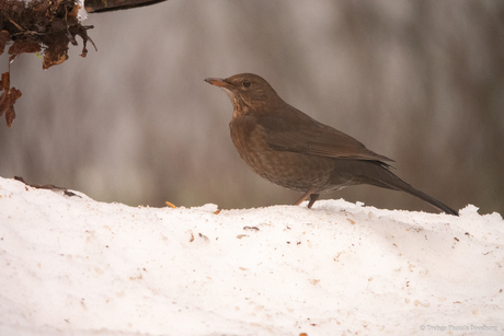 Merel in de sneeuw