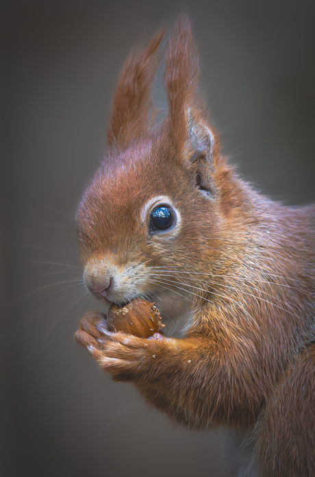Red squirrel