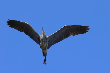 reiger in vlucht