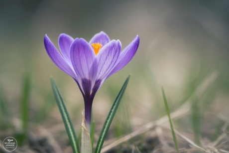 Purple crocus