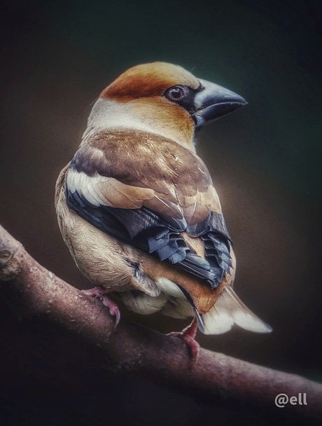 Appelvink