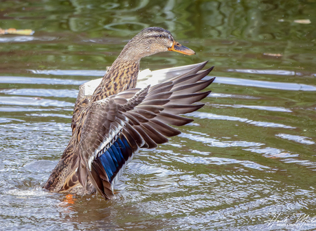 Wilde eend (Anas platyrhynchos)