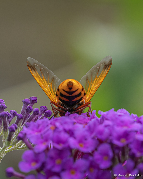 De vleugels van de Stadsreus
