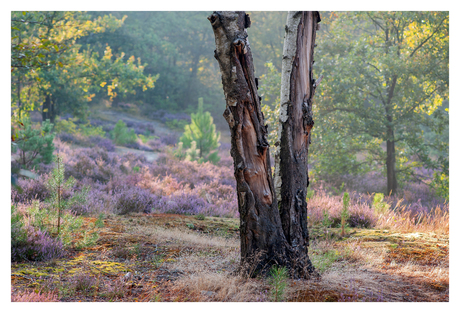 Peace op de heide