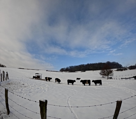 Wilde grazers in de sneeuw