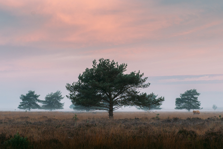 Kleurrijke ochtend in Harderwijk