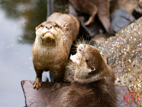 Otters