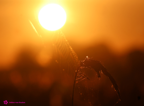 Zon licht de boel op... 2