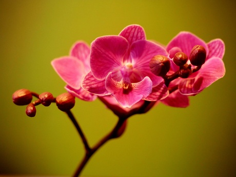 Orchidee