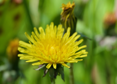 Taraxacum officinale