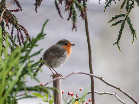 Zingen in de regen....