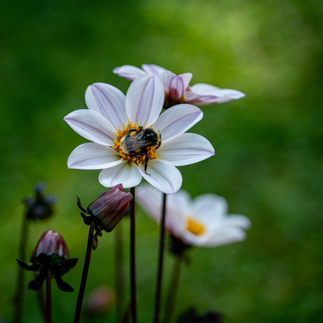 Dahlia