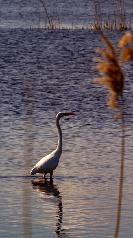 zilverreiger