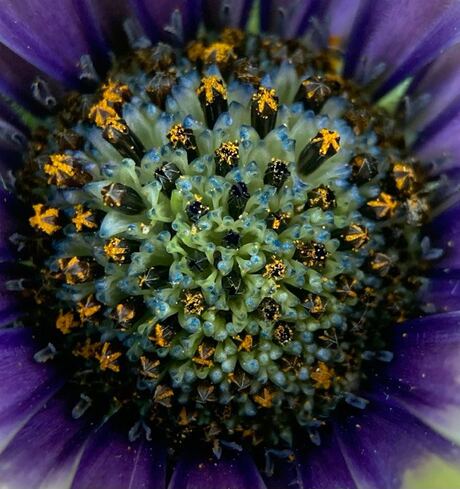 Prachig bloemetje in de tuin