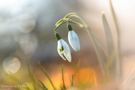 Snowdrops 