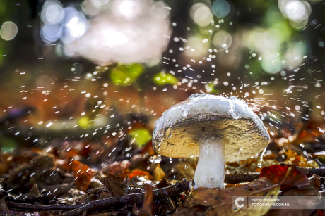 Waterdruppels en Paddestoelen met bokeh