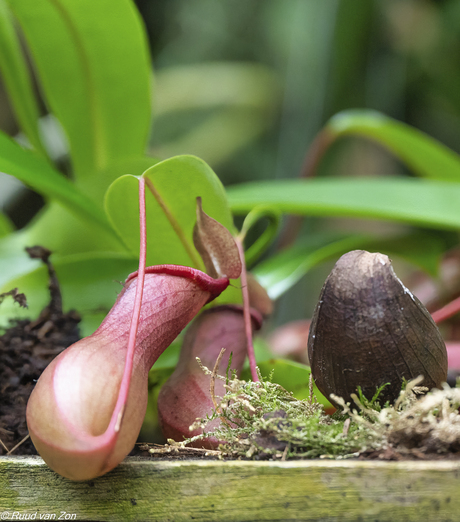 Bekerplant (Close-up)