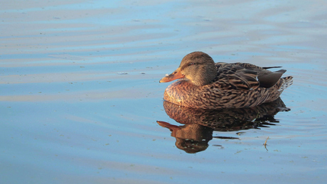 La plume et le canard.