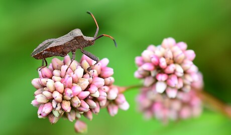Zou het daar nou beter zijn ?