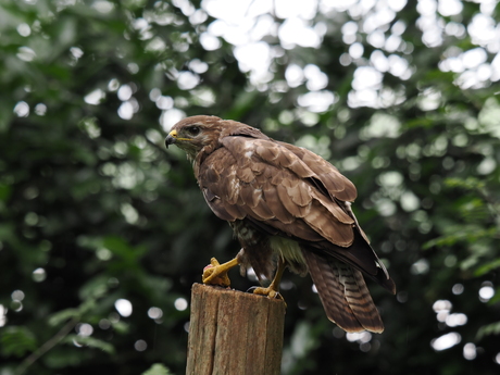 Buizerd