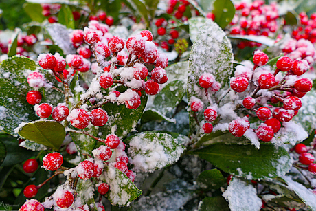  winterbes, of Ilex verticillata. 