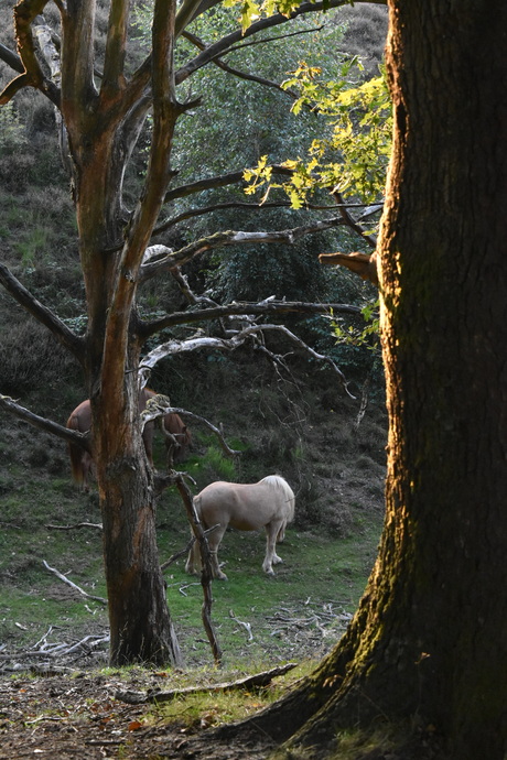 Paarden in het wild