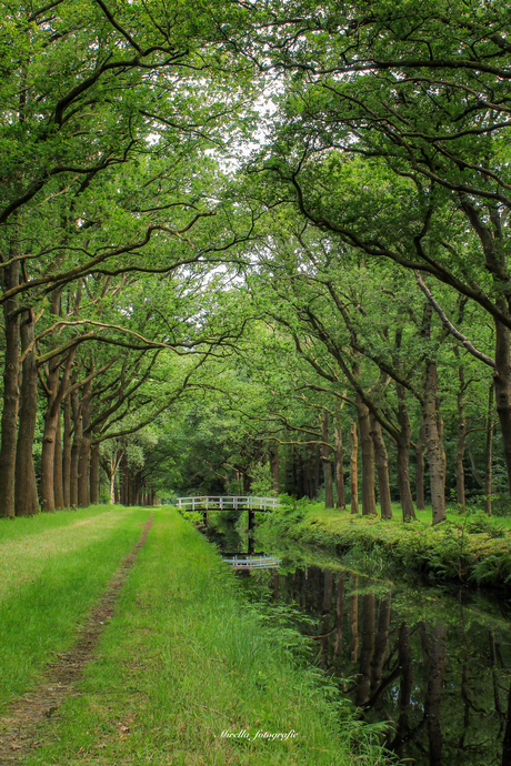 Een bruggetje in het bos. 