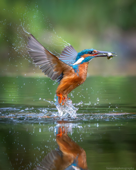 Ijsvogel met vis