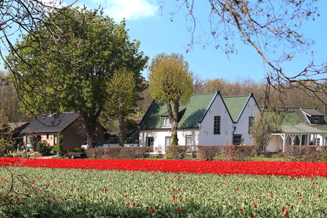 Lisse