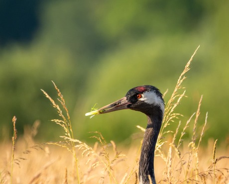 Kraanvogel met sprinkhaan