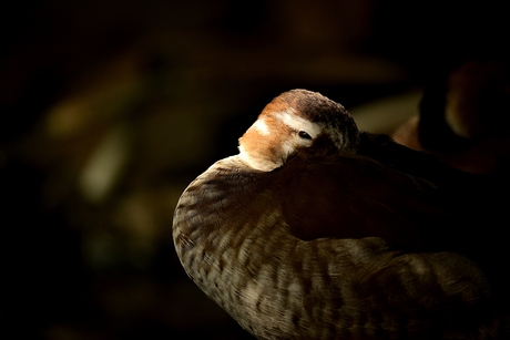Eend in een reepje zon
